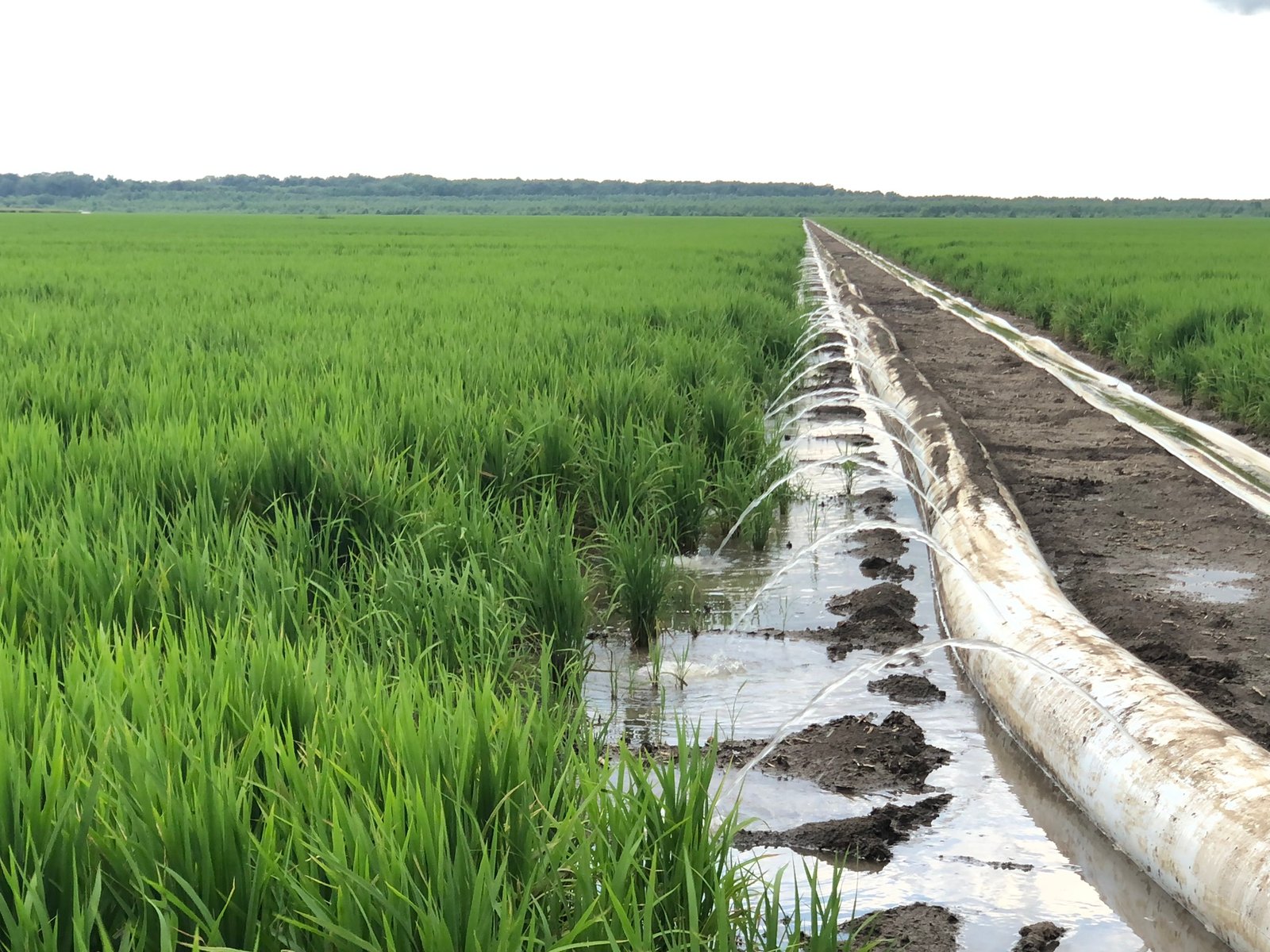 Agricultural Consulting — AGfarms Insight